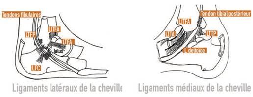 La cheville, articulation complexe, est sujette à diverses instabilités  parfois chroniques, non ligamentaires, qu'il faut diagnostiquer et dont le  traitement ne sera pas de réparer les ligaments - chirurgie pied cheville 